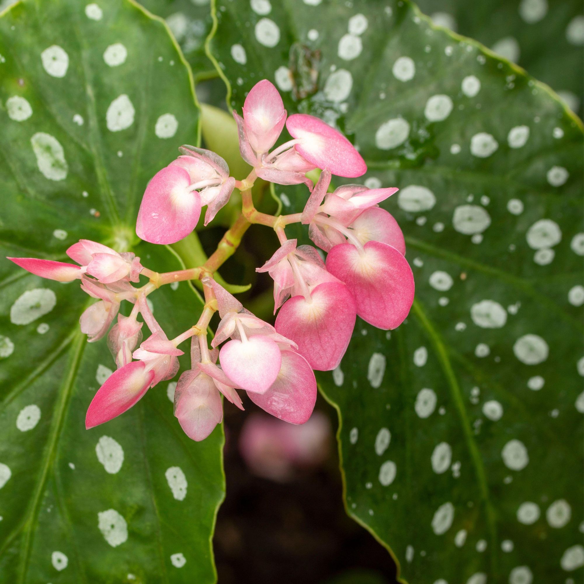 polka-dot begonia