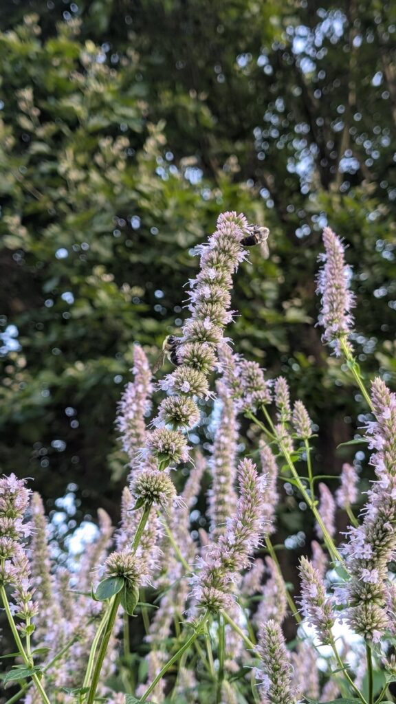 Why does my anise hyssop grow 6+ feet high? PA 6a Why does my anise hyssop grow 6+ feet high? PA 6a