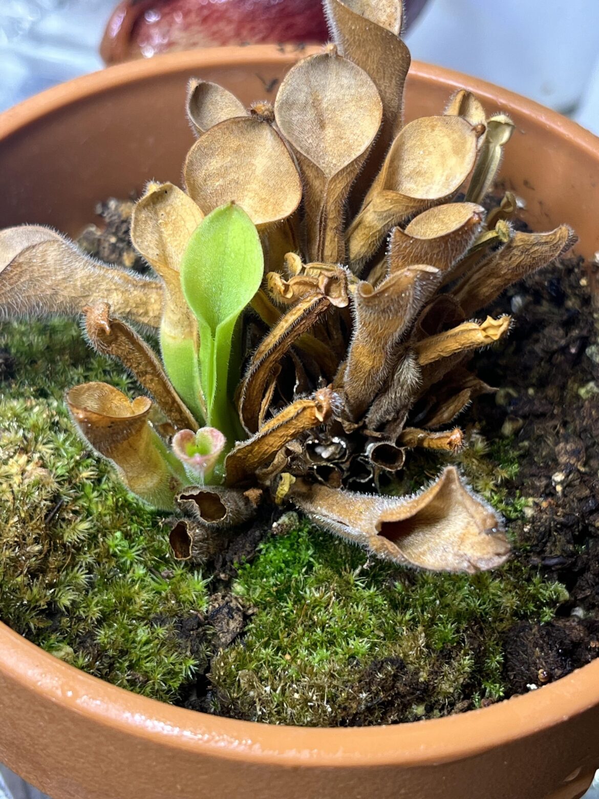 Is resurrection possible: