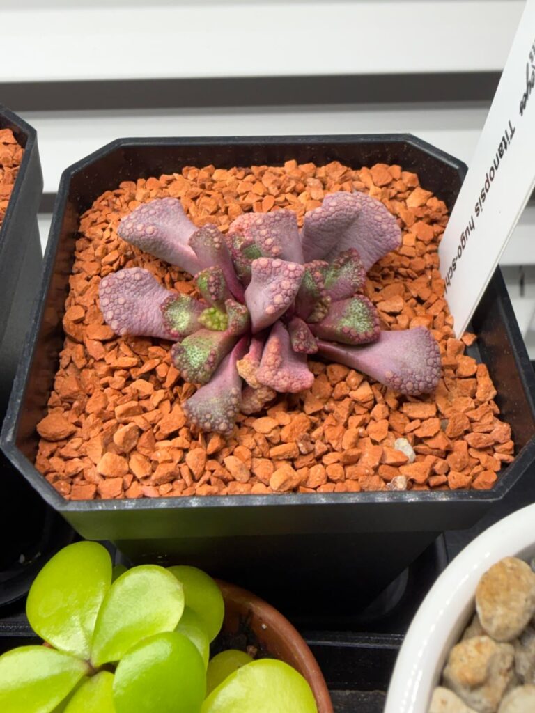 Do y’all pull off the dead leaves in your mesembs?