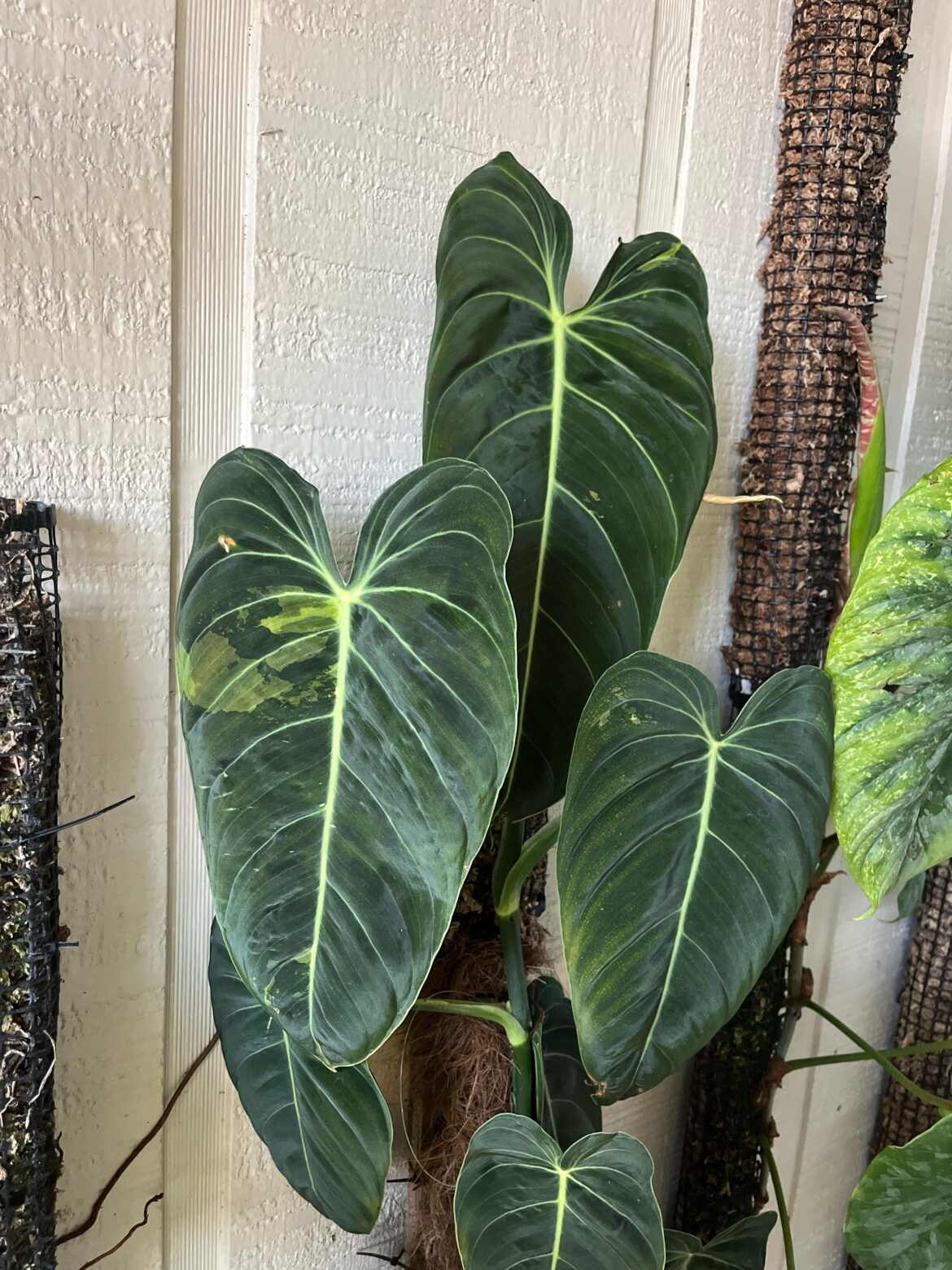 My melonocrysm verigated