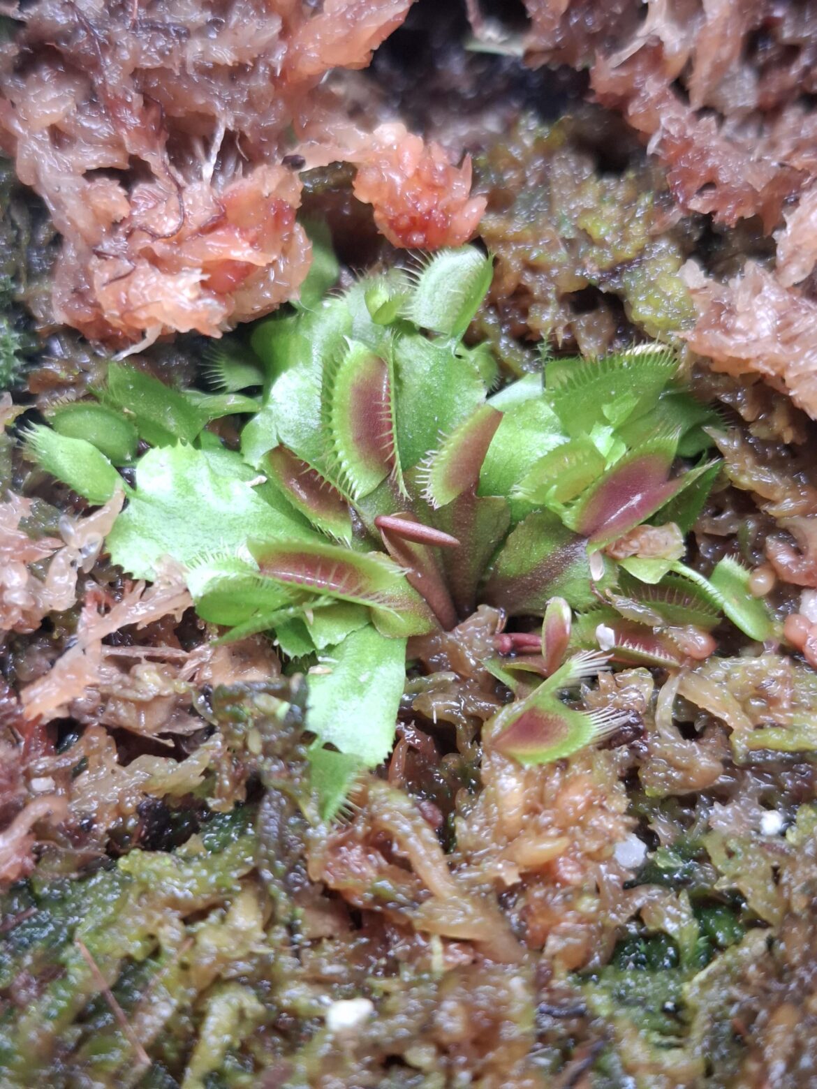 Does this Fine Tooth x Red propagation look healthy??