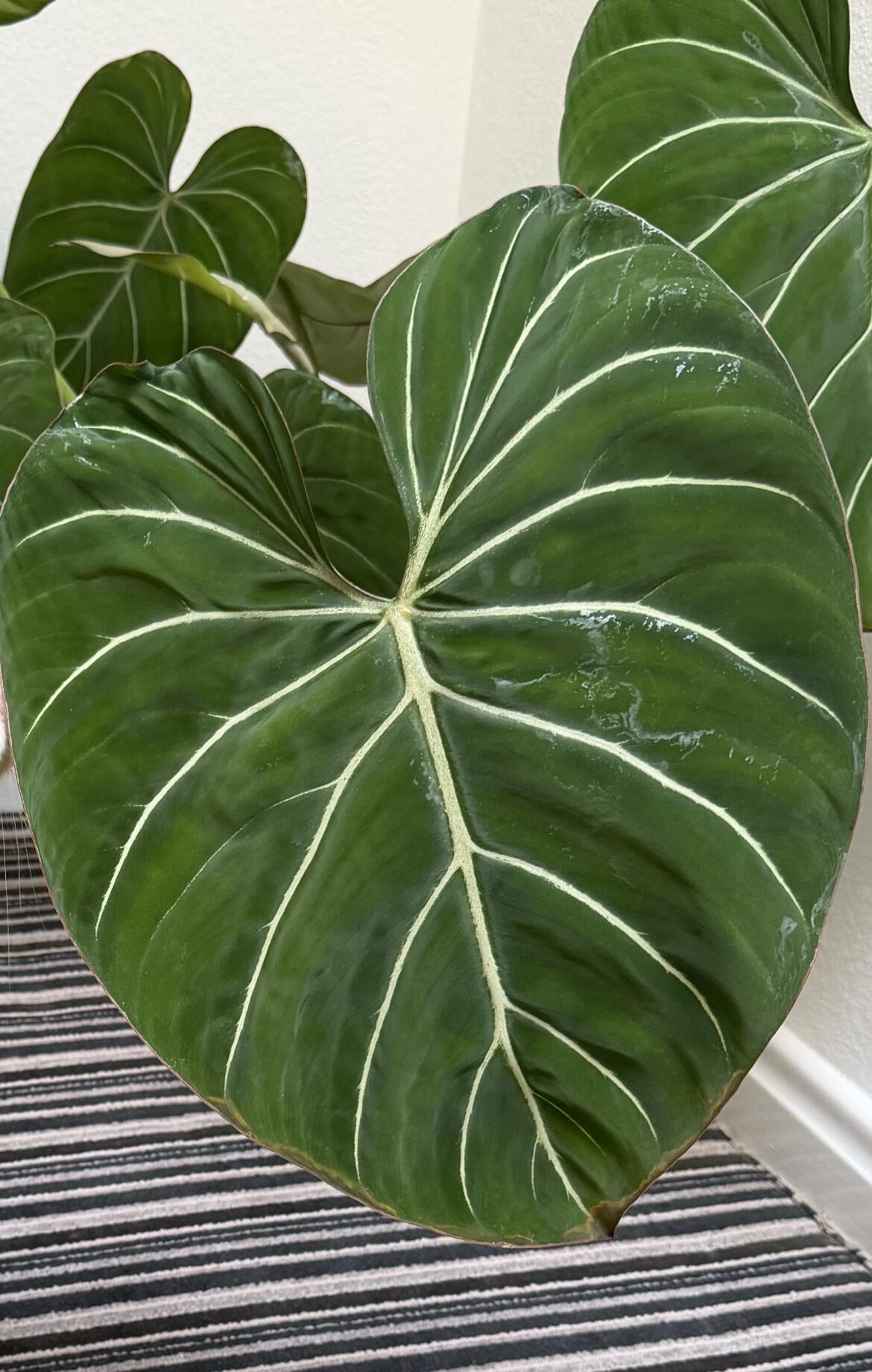 Root Rot Vibes? Root Rot Vibes?