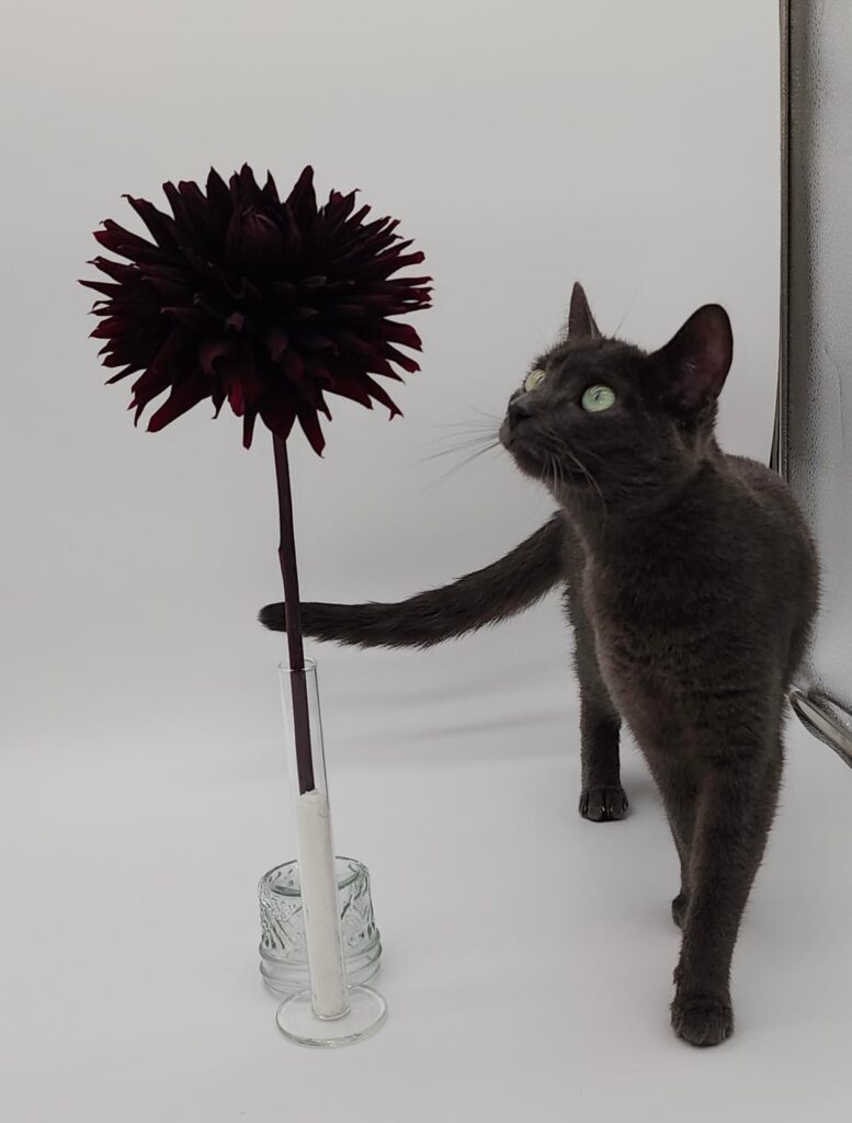 “We interrupt this photo shoot to bring you kittens 🐈‍⬛”