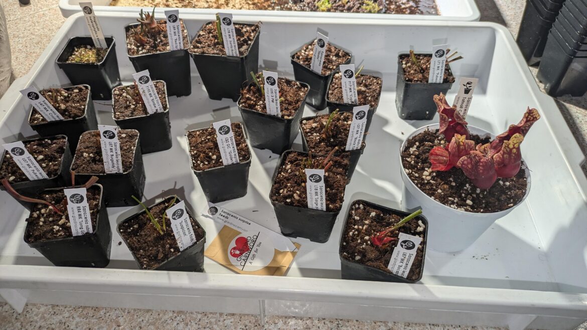 Saving up? Never heard of it.