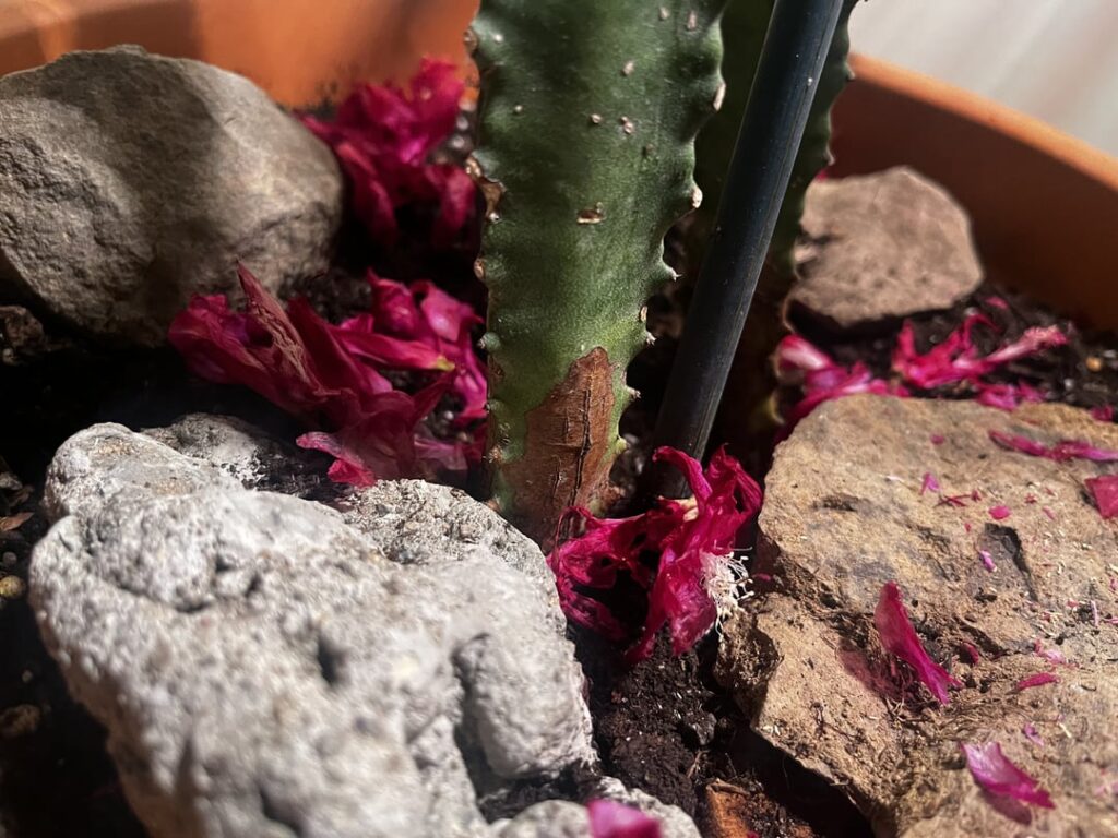 Help! Plant getting soft and scarred - can I save it?