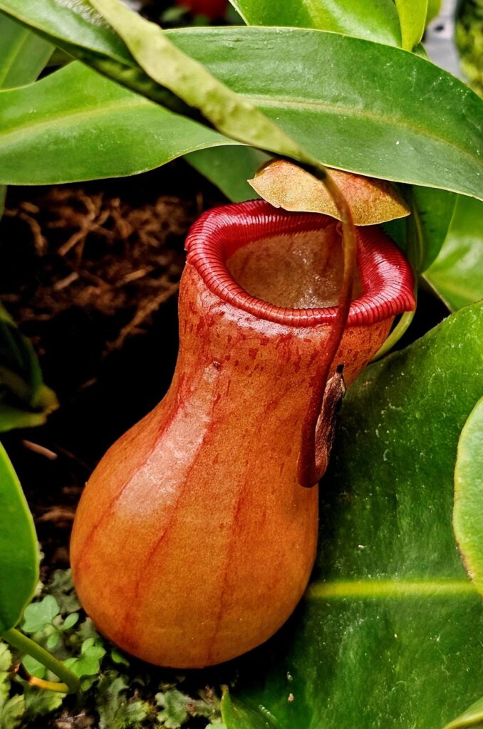 Too cold for outdoor watering