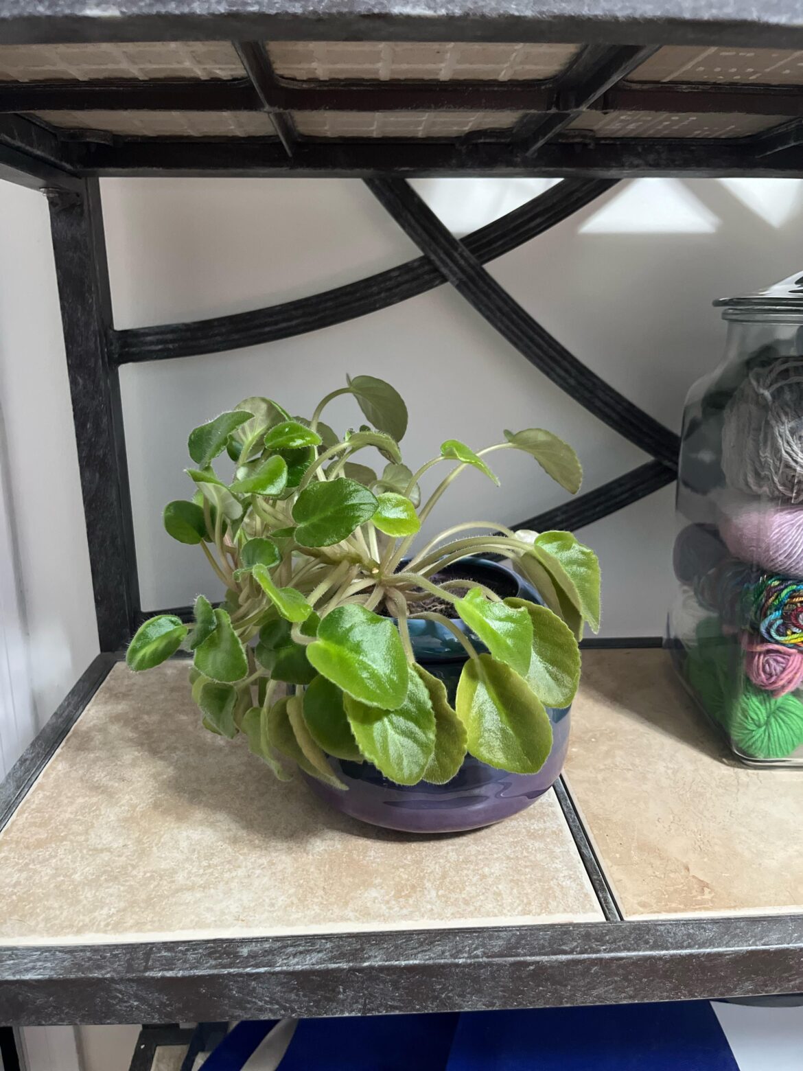 What’s wrong with this violet?