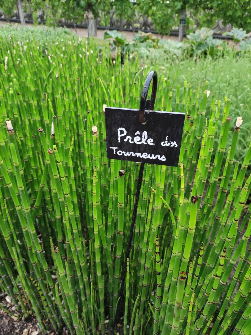 There are thousands of plants to examine in the gardens of the Chateau de Villandry.