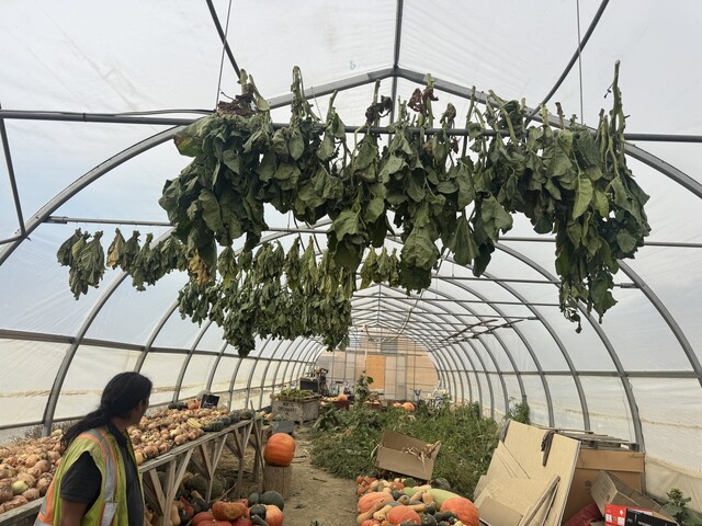 Ntamtqen Community Garden