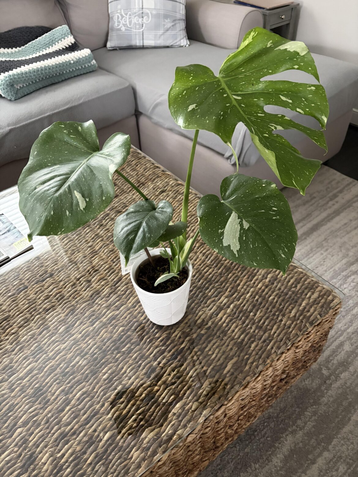 Finally not just a Monstera lurker.