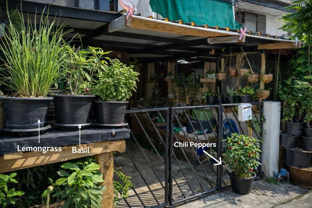Thailand's love for urban gardening | News by Thaiger
