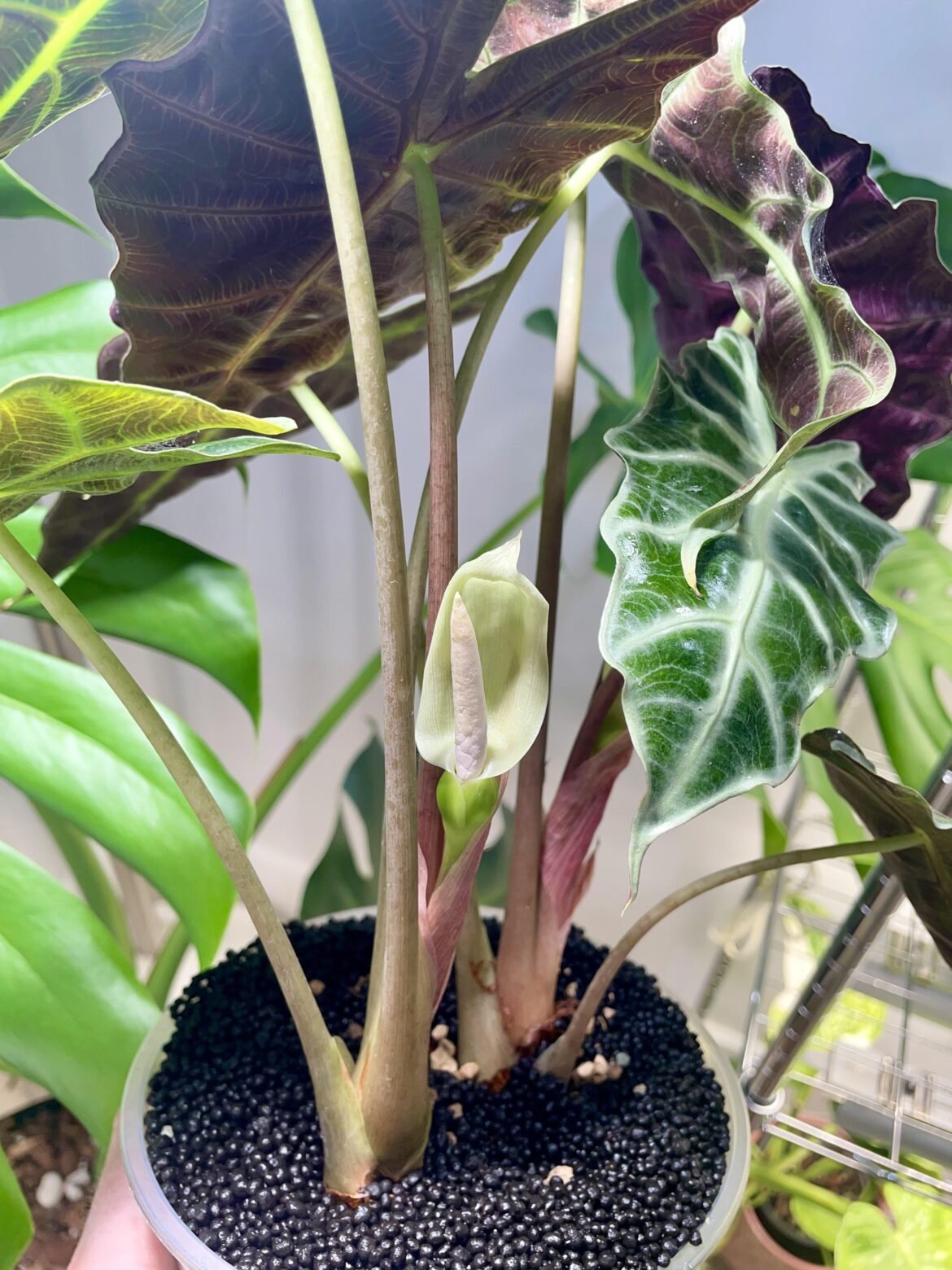 I didn’t even notice this until I went to water it