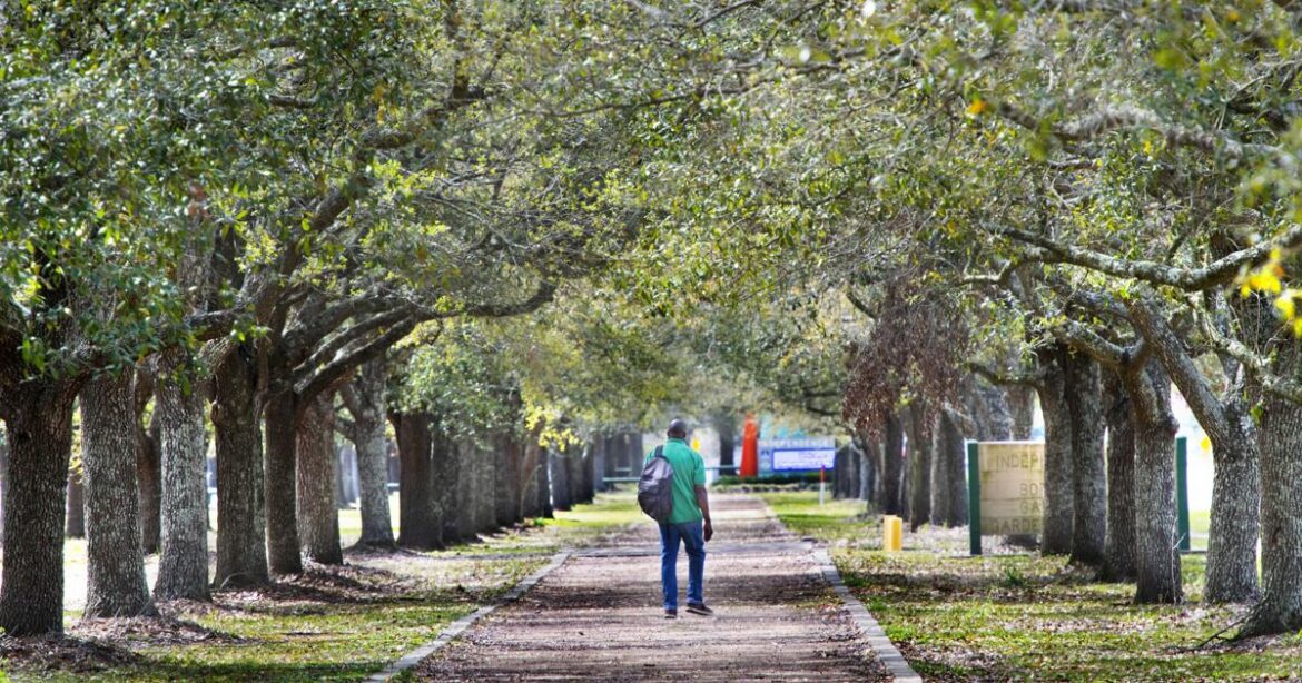 Rot in massive water oak a big concern: Dan Gill's advice | Home/Garden