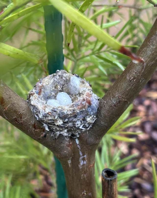 One Redditor reached out to the r/hummingbirds group, concerned when the mother hummingbird hadn't returned to her nest in a day.