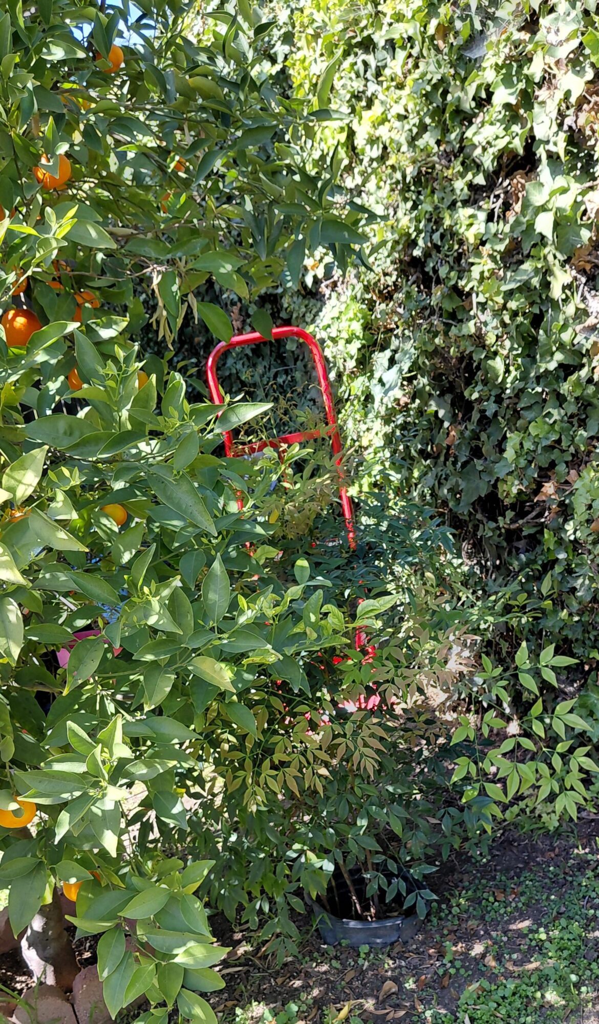 Help moving Nandina