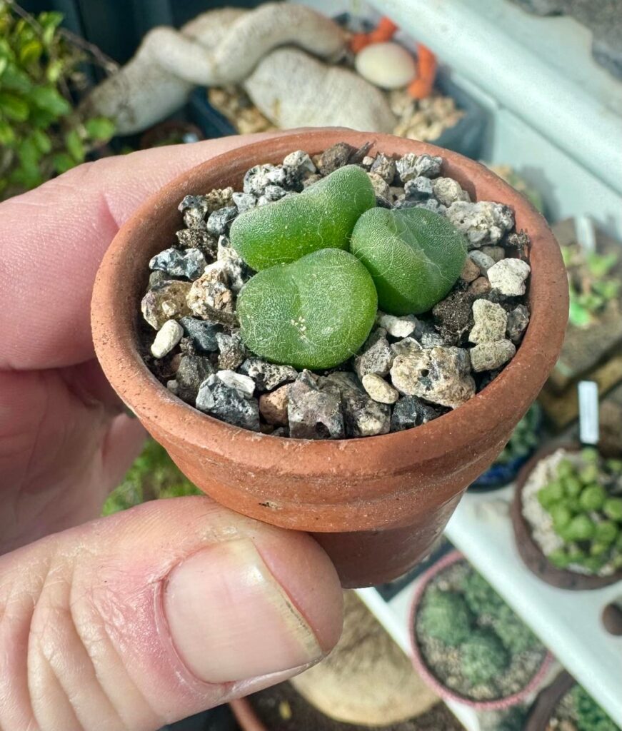 My first wee phoenicum clump