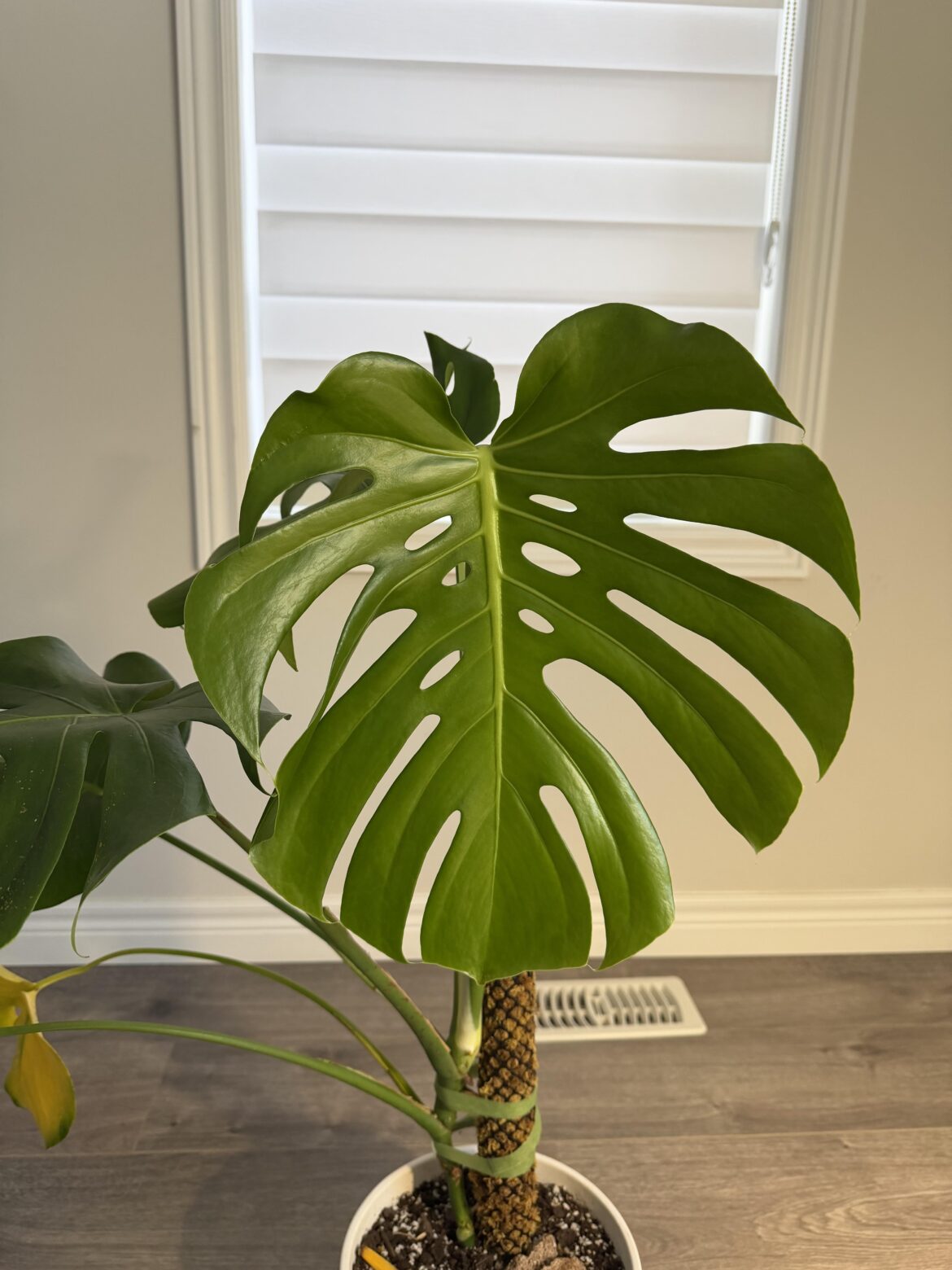 New leaf looks to be half the size of the whole plant