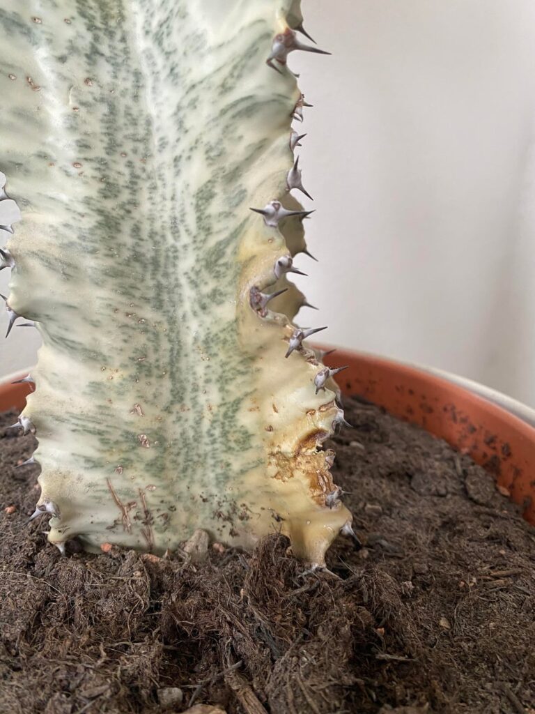 Brown spot at base Brown spot at base