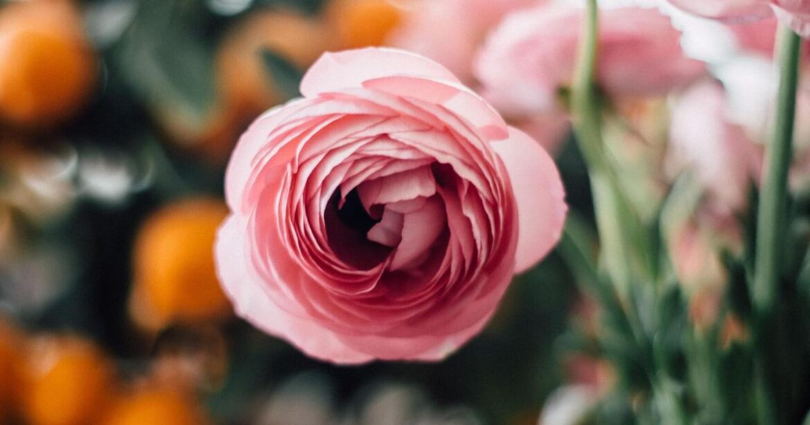 5 chances to learn about gardening, make something plant-themed in February | Home & Garden