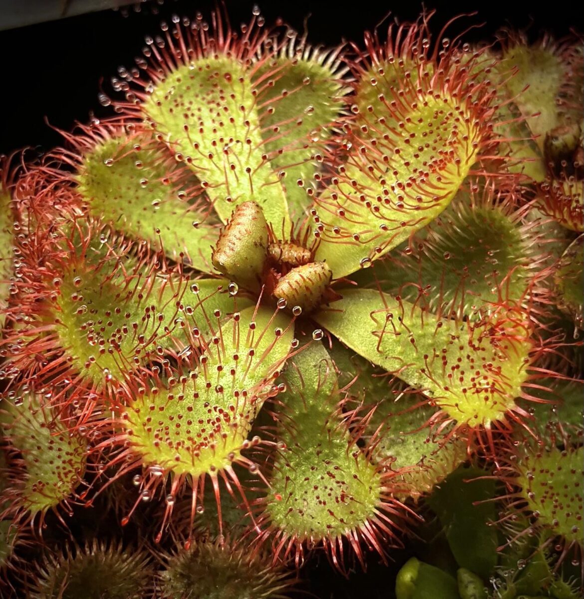 Drosera slackii 💚