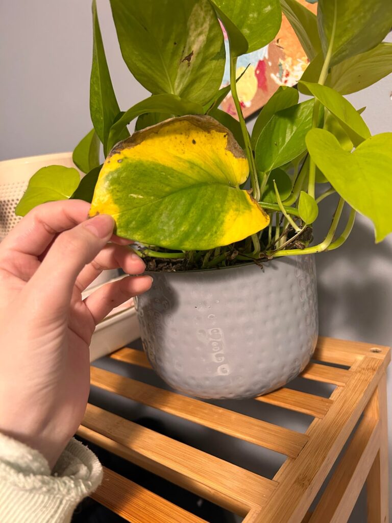 Should I cut this off? It seems like it’s just the one that’s not doing well Should I cut this off? It seems like it’s just the one that’s not doing well