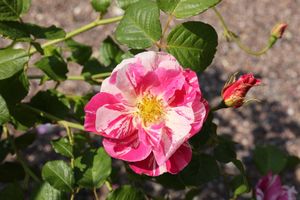 The King's Rose English Shrub Rose bred by David Austin at Albrighton, Shropshire. 