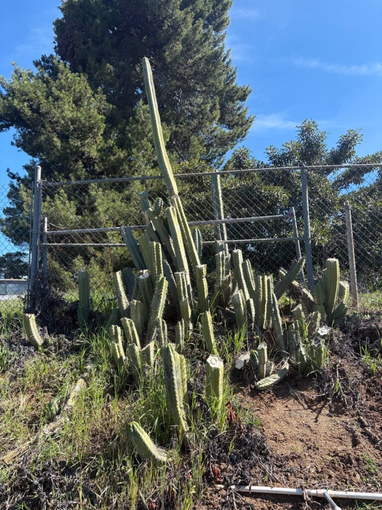 Someone cut down my friends stand…