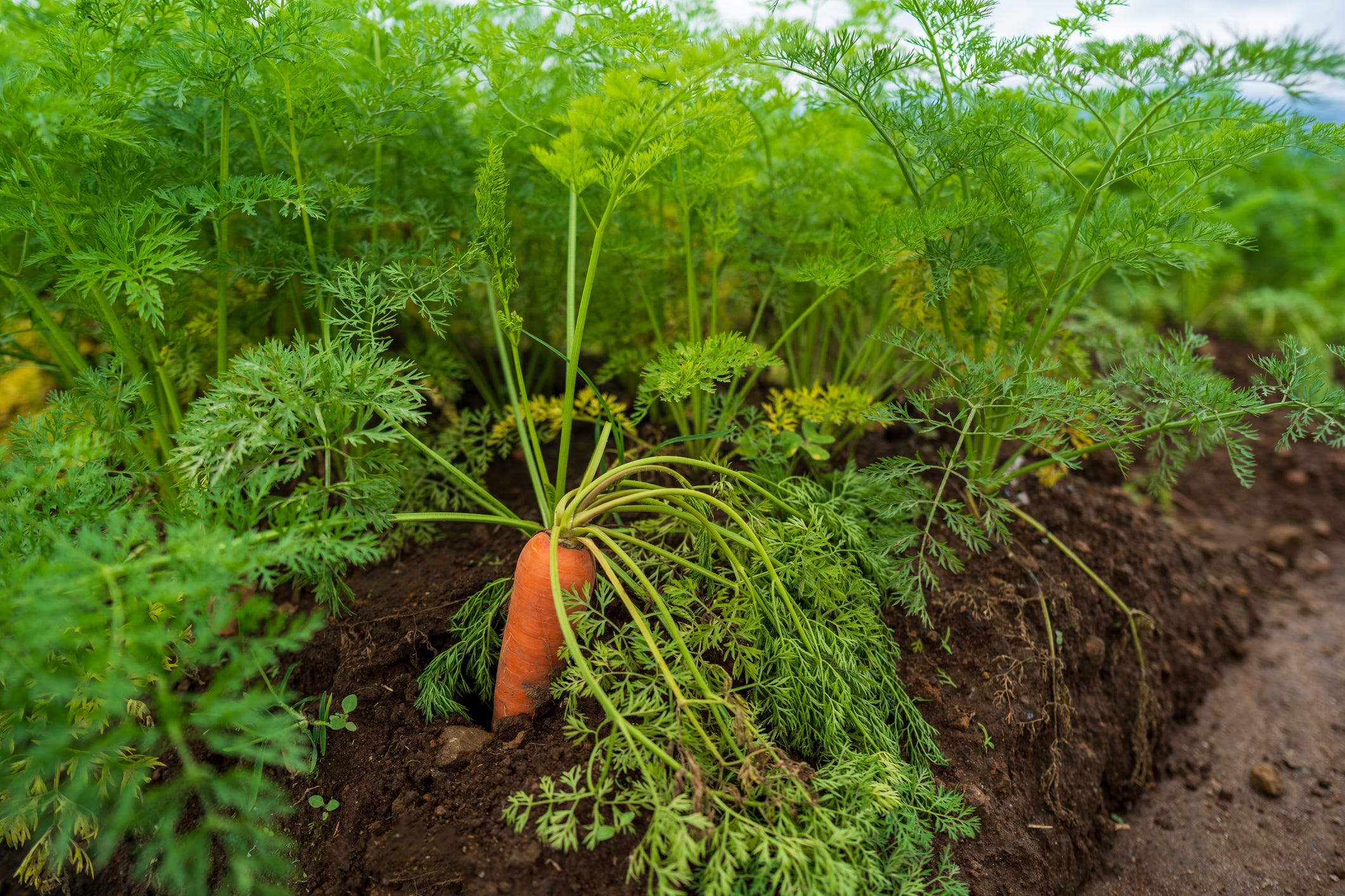 Close up of organic carrot in a field