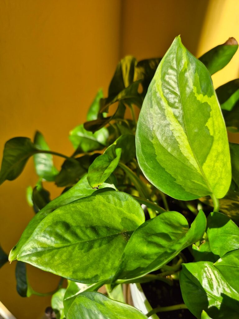 Lemon Meringue, I think? It was sold as a golden and I know that's not right.