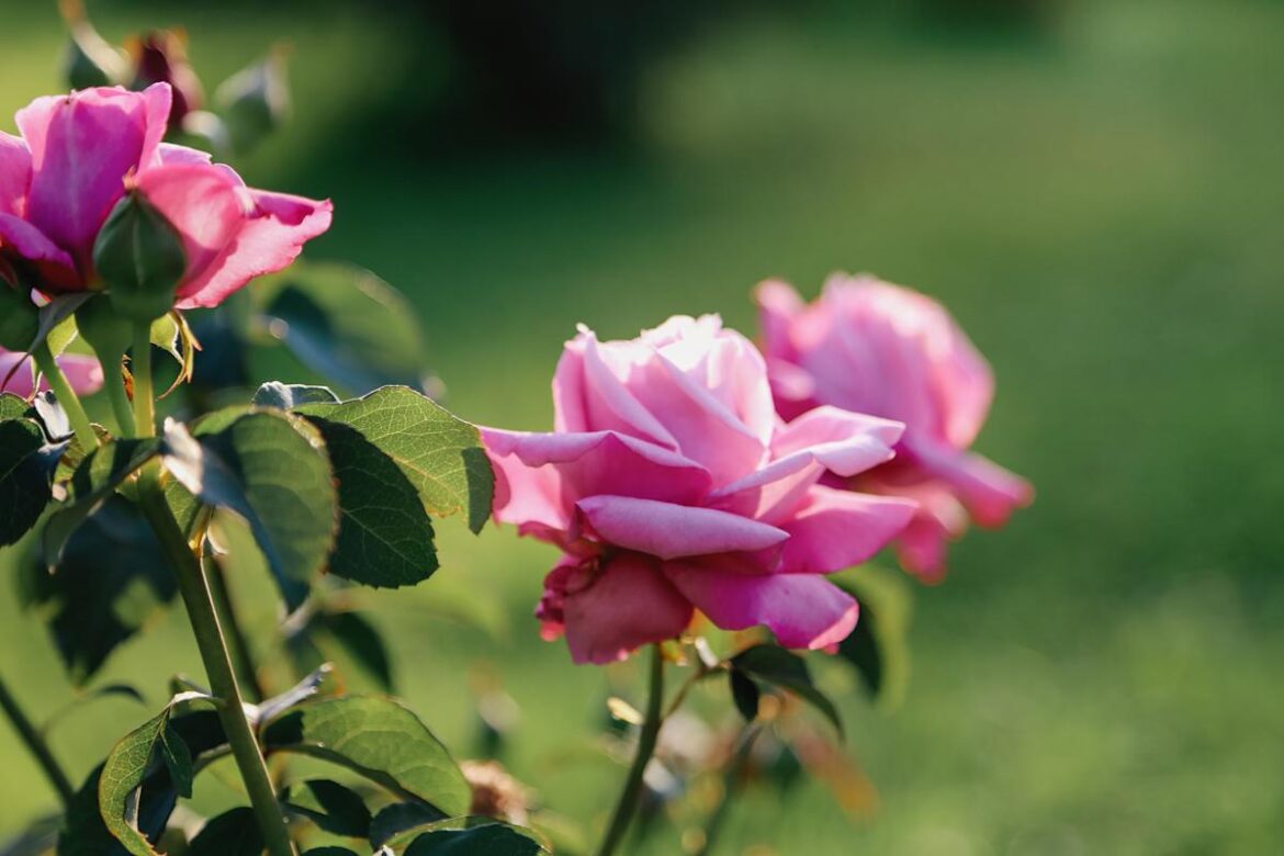 Garden expert reveals the secret to longer-lasting roses – but you have to do it now Amazon Deals