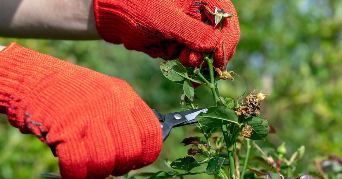 Monty Don prunes 3 common plants in February as a key gardening job Monty Don prunes 3 common plants in February as a key gardening job