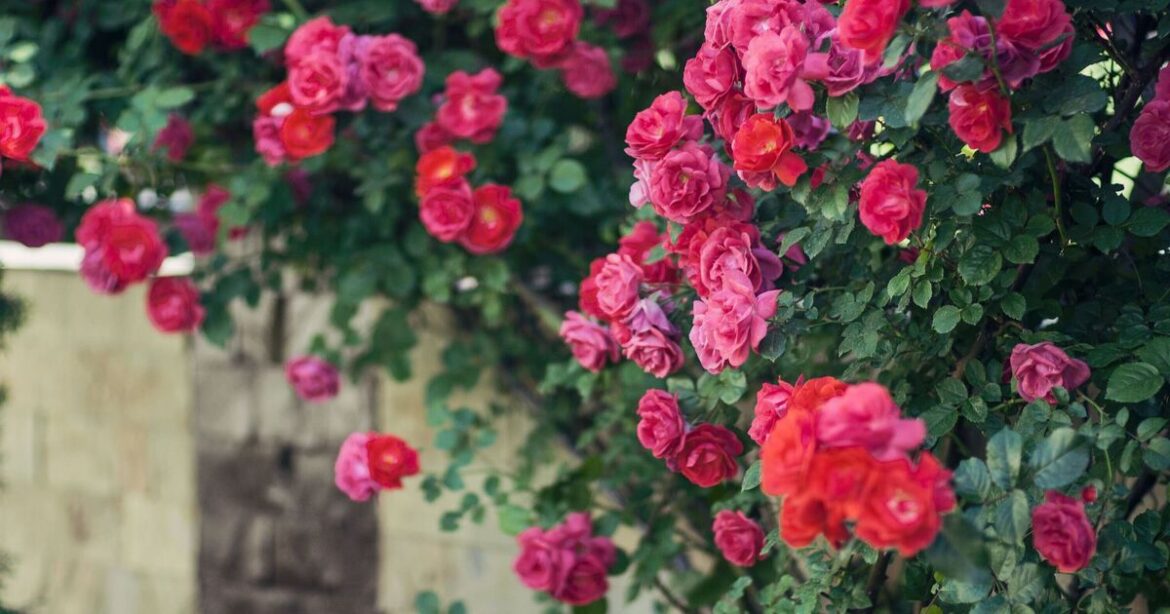 How to make climbing roses grow bigger blooms with 1 task in January How to make climbing roses grow bigger blooms with 1 task in January