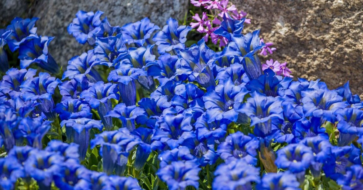 Easy to grow blue flowers to plant in your garden Easy to grow blue flowers to plant in your garden