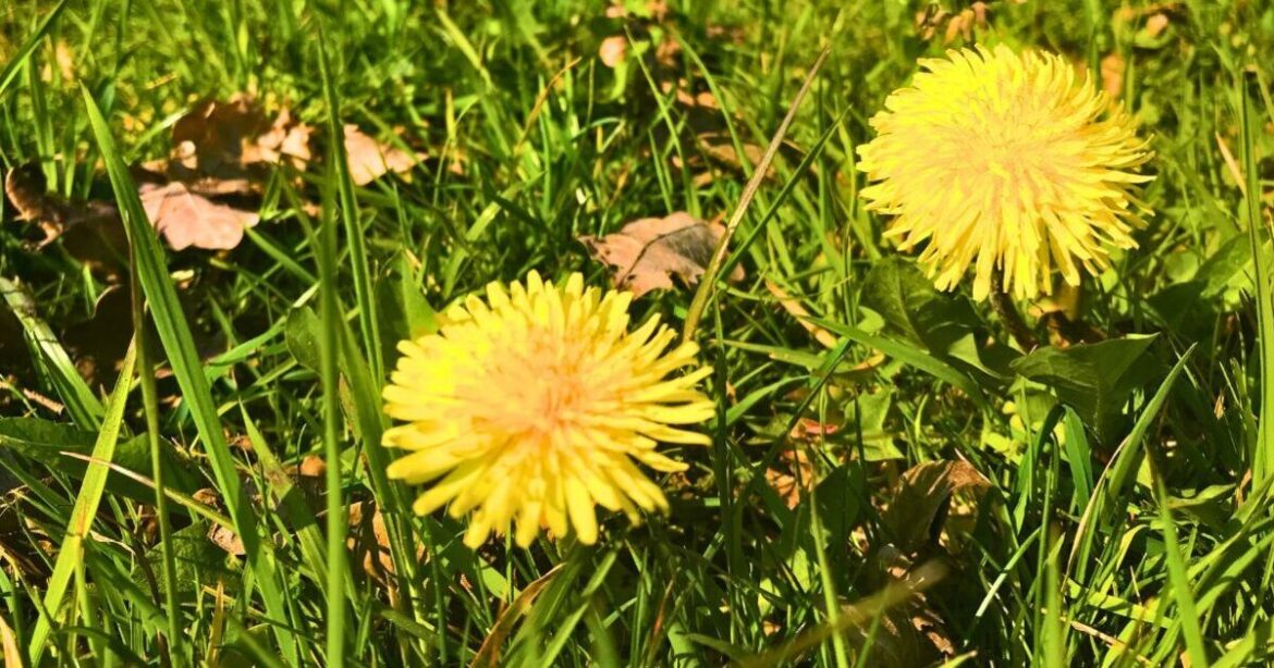 Weeds will not grow if you place 1 household staple outside in February Weeds will not grow if you place 1 household staple outside in February