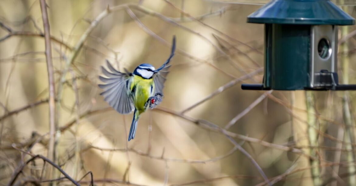 Blue tits will flock to your garden if you make 1 change