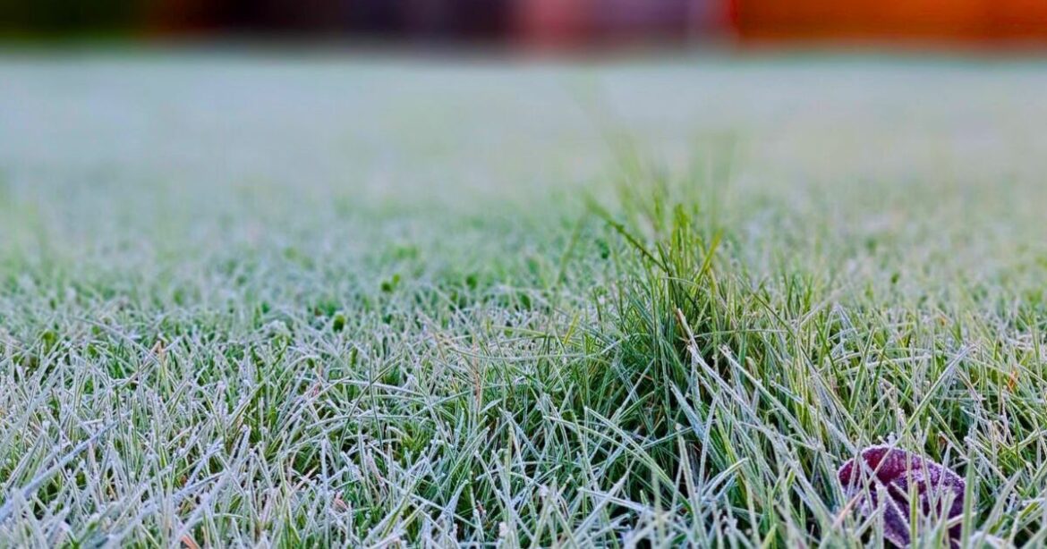 Lawns grow back thicker after winter if gardeners avoid one task in February
