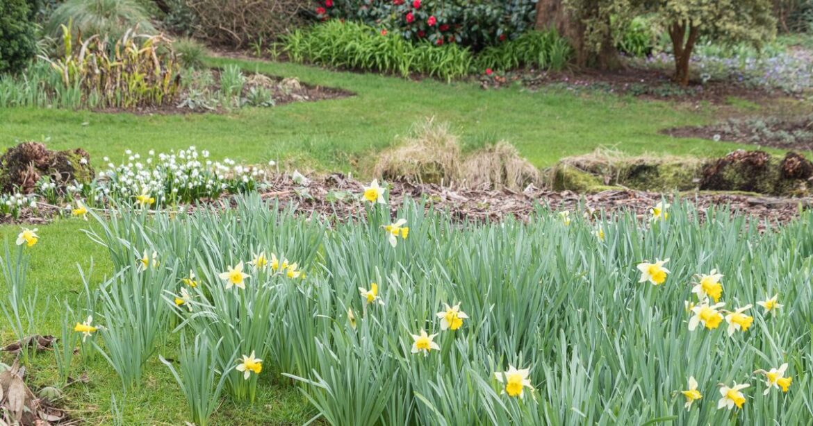 Four gardening jobs that need to be done this month