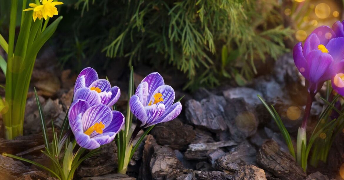 Gardeners urged do this now for spring success with tool on sale