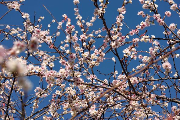 An elegant, small, spreading deciduous tree with ovate leaves turning yellow in autumn. Semi-double white flowers 1.5cm in width