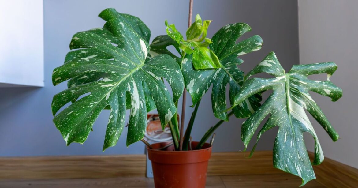 ‘I’m a plant expert – here’s 3 houseplants for every room’