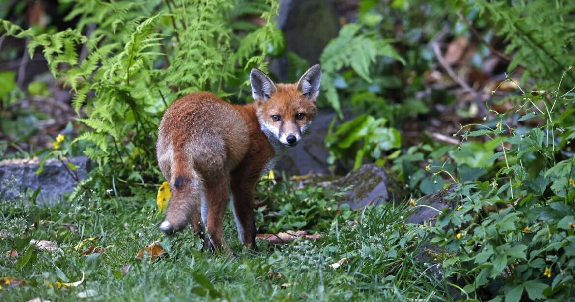 Foxes stop digging up your garden when you put 2 items in flowerbeds