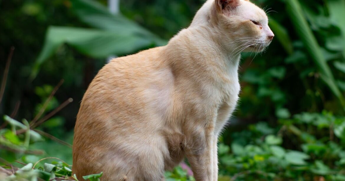 ‘Effective’ ways to deter cats from your garden including plants felines ‘hate’