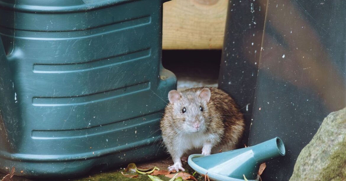 How to deter rats for good with expert’s 1 natural ‘last resort’ solution
