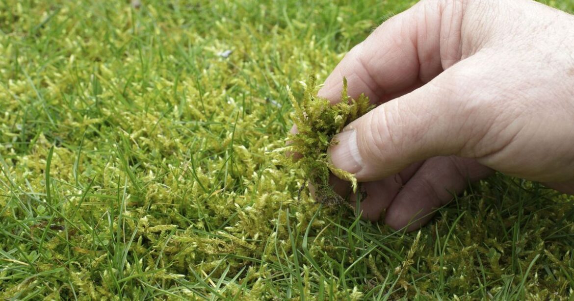 How to remove moss from lawns for good with 1 simple item