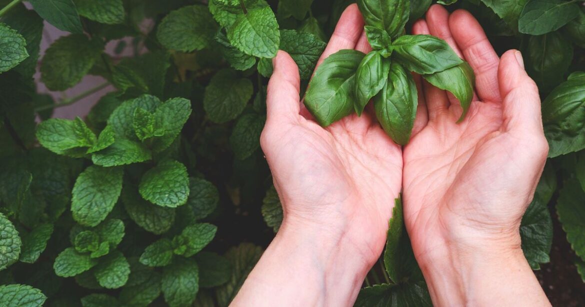 You only need this 1 thing to ensure a steady supply of healthy herbs