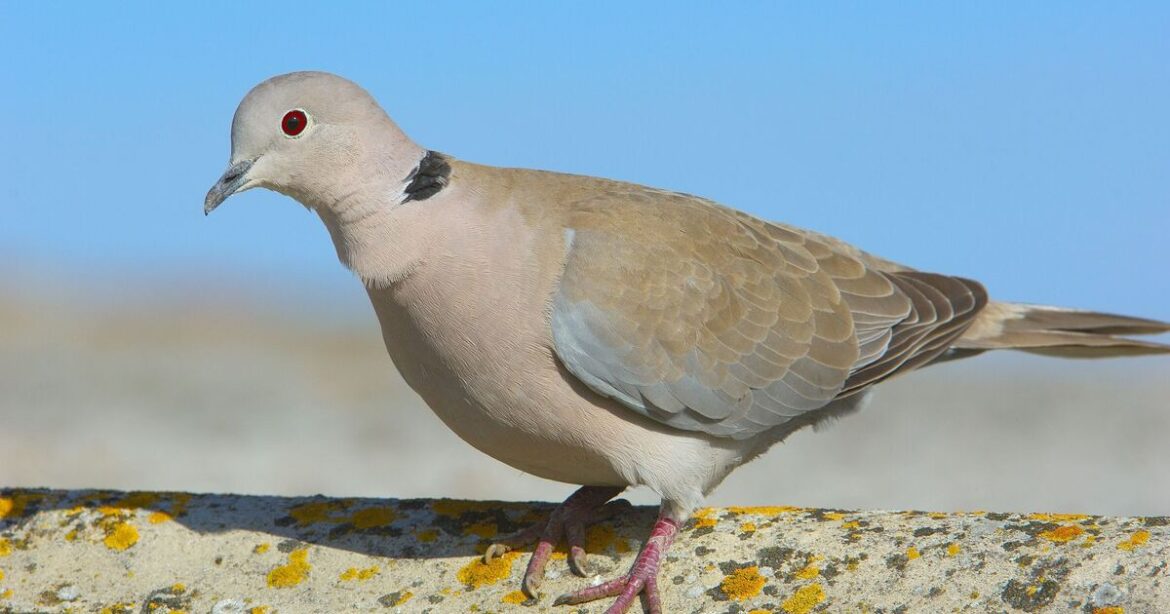 Warning issued to anyone with pigeons or doves in garden in February