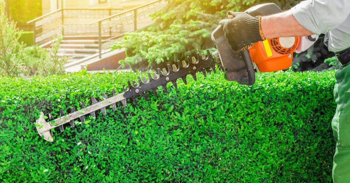 Gardeners urged to cut hedges before March or risk ‘jail time’