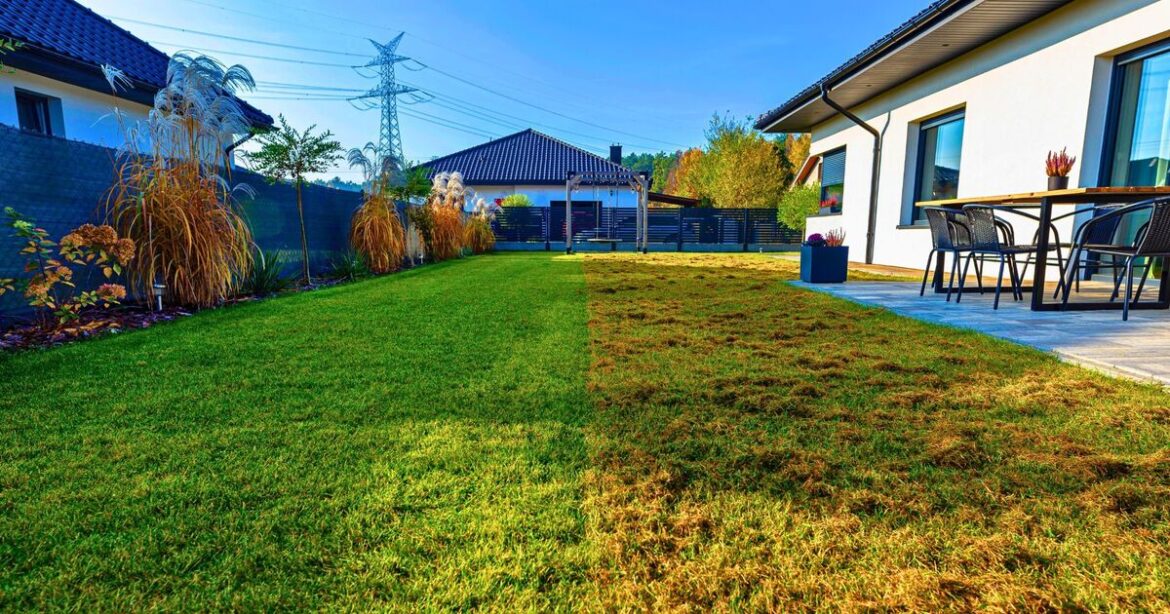 Moss will not ruin a lawn if gardeners do a 30-minute task before February ends