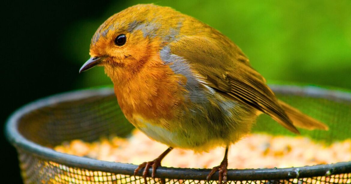 Anyone feeding birds in February asked to stop leaving 1 common food